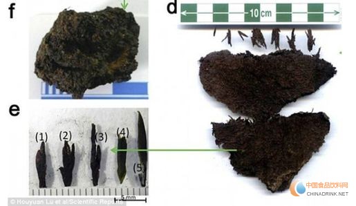 右圖為發(fā)現(xiàn)的茶葉，左下圖為茶芽，這是目前全世界發(fā)現(xiàn)最早的茶葉。